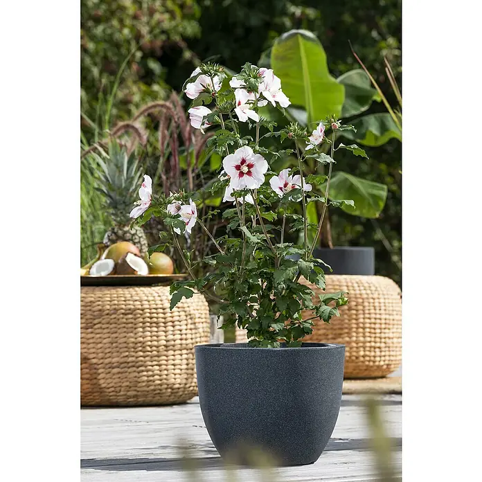 Garteneibisch - Hibiscus syriacus in Sorten, Topfgröße: 22 cm - Ein Hibiskusbusch mit strahlend weißen Blüten mit roten Akzenten in einem modernen, anthrazitfarbenen Topf, der einen eleganten Blickfang bildet.