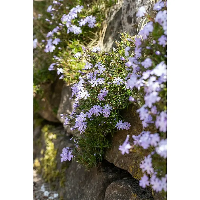 Piardino Teppich-Flammenblume - Phlox subulata, 13 cm - Zarte, lila blühende Bodendecker verschönern eine rustikale Steinmauer und bringen einen Hauch von Farbe in die Natur.