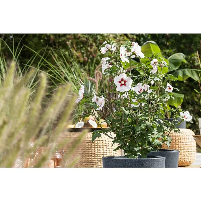 Piardino GarteneibischHibiscus syriacus, Topfgröße: 19 cm - Ein Hibiskusbusch mit rot-weißen Blüten in einem grauen Topf, der eine schöne Ergänzung für jeden Garten darstellt.