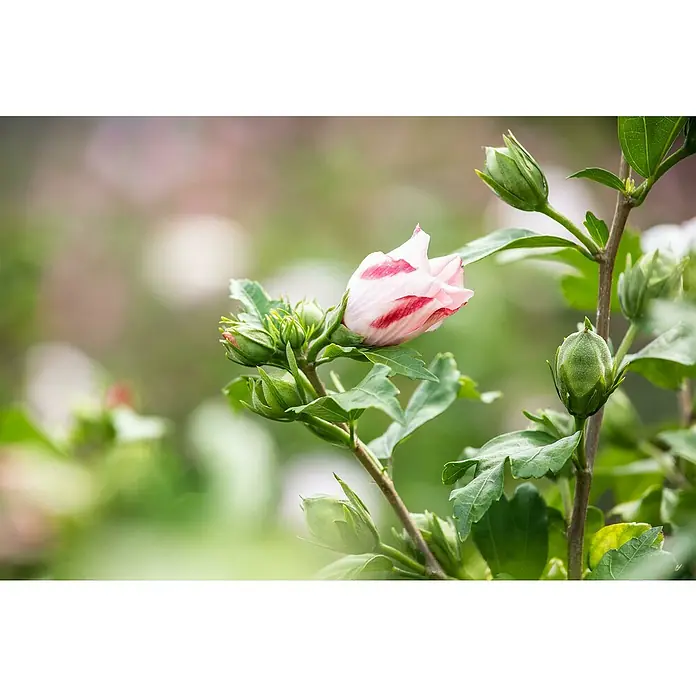 Piardino GarteneibischHibiscus syriacus, Topfgröße: 19 cm - Nahaufnahme einer Rose von Sharon Knospe mit grünen Blättern und verschwommenem Hintergrund.