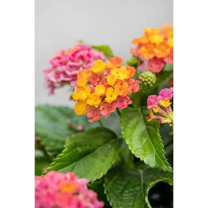 Piardino Wandelröschen - Lantana camara, Topfgröße: 13 cm - Nahaufnahme von Lantana-Blüten in leuchtenden Farben, die eine warme und einladende Atmosphäre schaffen.\n