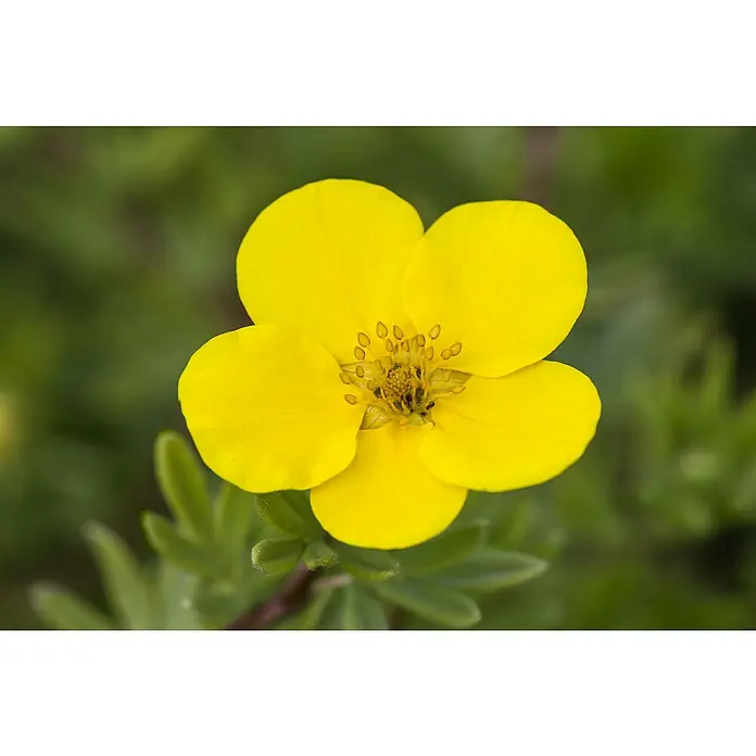 Piardino Fingerstrauch - Potentilla fruticosa in Sorten, Topfgröße: 21 cm, Sortenabhängig - Nahaufnahme einer leuchtend gelben Fingerstrauchblüte, deren fünf Blütenblätter und die detailreichen Staubgefäße im Zentrum hervorstechen.