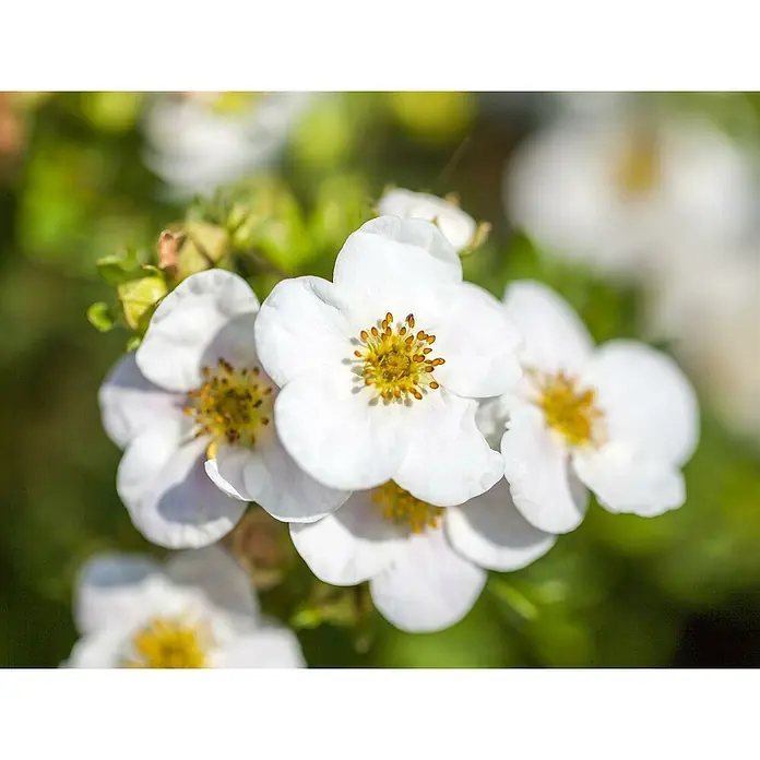 Piardino Fingerstrauch - Potentilla fruticosa in Sorten, Topfgröße: 21 cm, Sortenabhängig - Nahaufnahme von zarten, weißen Erdbeerblüten mit leuchtend gelben Blütenstempeln, die in der Sonne erstrahlen.