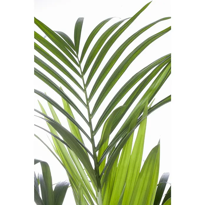 Piardino Kentiapalme 8 - 9 Tuff - Howea fosteriana, Topfgröße: 33 cm - Nahaufnahme einer Kentia-Palme mit ihren eleganten, grünen Blättern, die eine tropische Atmosphäre in jeden Raum bringt.