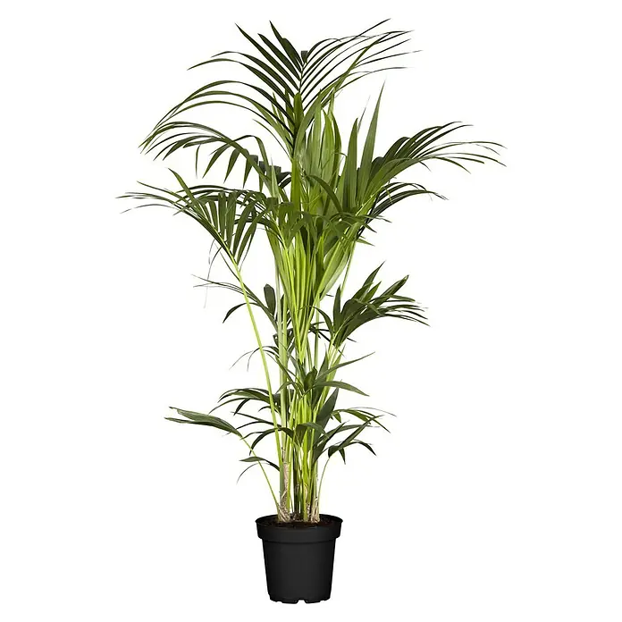 Piardino Kentiapalme 8 - 9 Tuff - Howea fosteriana, Topfgröße: 33 cm - Zimmerpflanze Areca Palme in einem schwarzen Topf. Die Pflanze hat viele grüne Blätter und ist ein dekoratives Element für jeden Raum.