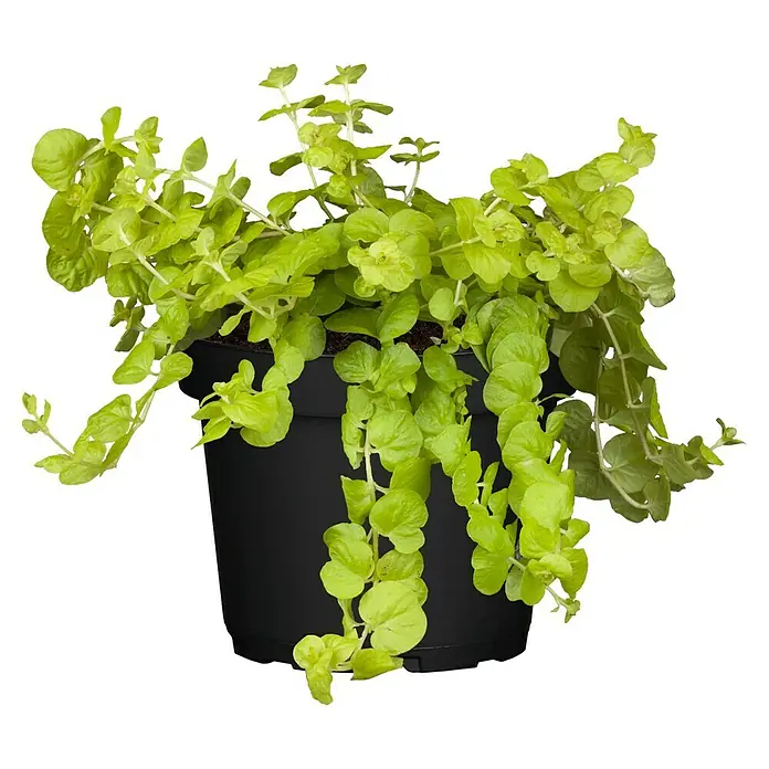 Piardino Pfennigkraut - Lysimachia nummularia, Topfgröße: 13 cm - Helle Gold Oregano Pflanze in einem schwarzen Topf. Das Oregano hat leuchtend gelbe Blätter und rankt über den Topf hinaus.