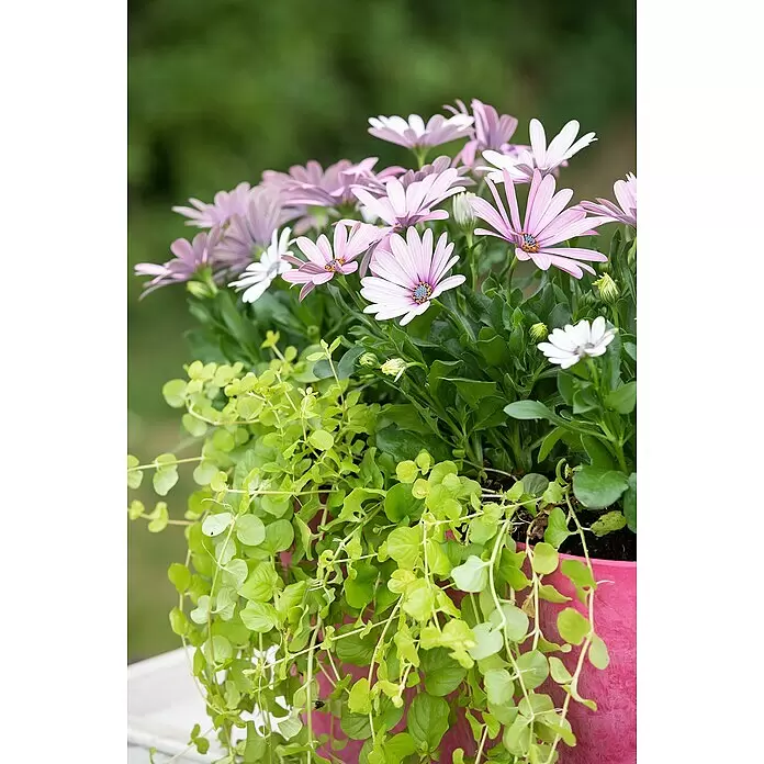 Piardino Pfennigkraut - Lysimachia nummularia, Topfgre: 13 cm online  kaufen bei BAUHAUS