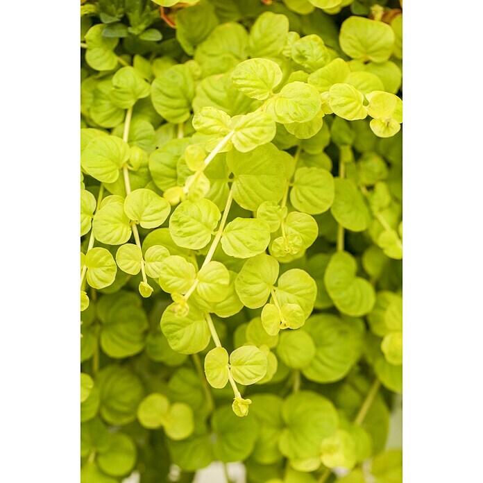 Piardino PfennigkrautLysimachia nummularia, Topfvolumen: 13 l Detail Shot