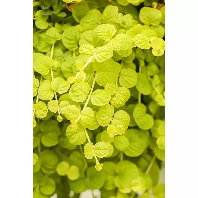 Piardino Pfennigkraut - Lysimachia nummularia, Topfgröße: 13 cm - Detailaufnahme