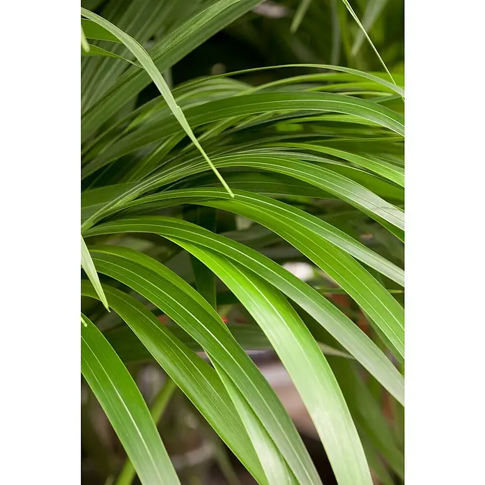 Piardino Zimmerpflanzen-Arrangement Grünpflanze in VulkastratHowea forsteriana, Baq Lava Braun, 35 x 180 cm - Nahaufnahme von sattgrünen Palmwedeln mit feinen, helleren Streifen, die eine tropische Atmosphäre vermitteln.