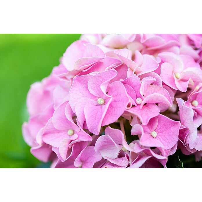 Piardino BauernhortensieHydrangea macrophylla, Rosa, Topfvolumen: 5 l Detail Shot