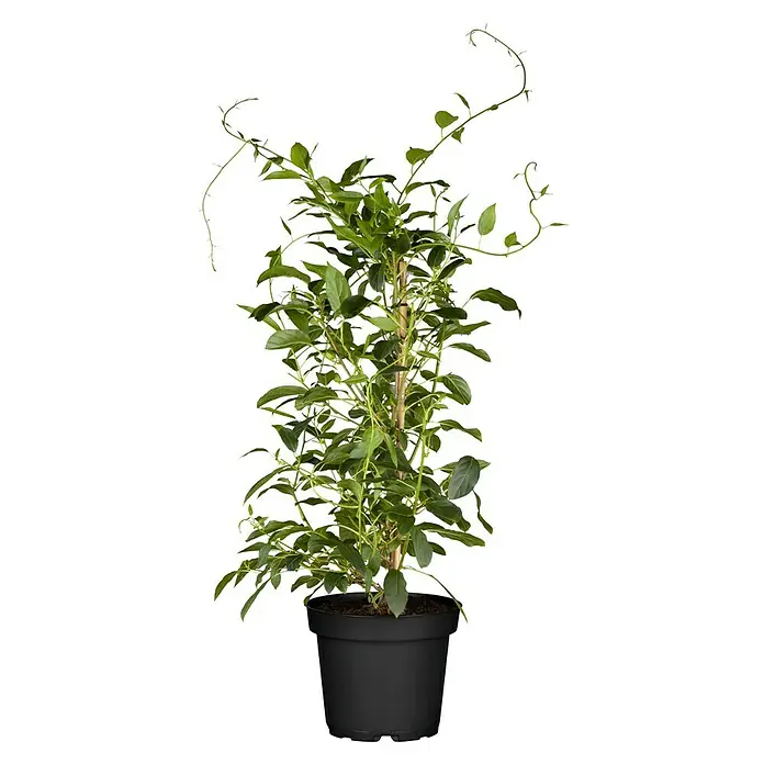 Mini-Kiwi - Actinidia arguta, Topfvolumen: 3 l - Ein attraktiver Kletterstrauch in einem Topf, der mit seinem üppigen Grün und den verspielten Ranken ein echter Blickfang ist.