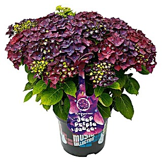 Piardino Bauernhortensie Bauernhortensie 'Music Collection'® (Hydrangea macrophylla 'Music Colletion', 26 cm, Blütenfarbe: Violett)