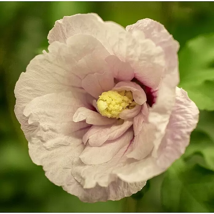 Piardino Garteneibisch Chiffon - Hibiscus 'Chiffon', Topfgröße: 19 cm, Artenabhängig - Detailaufnahme