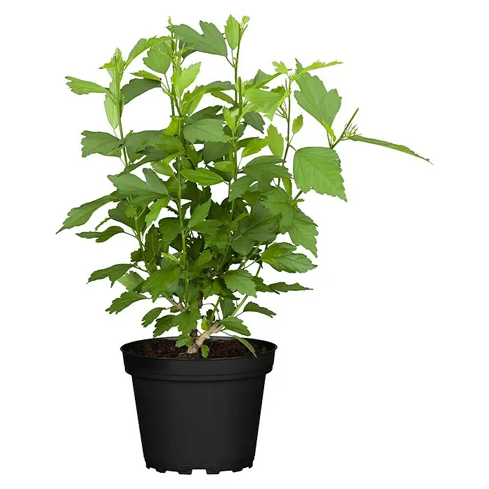Piardino Garteneibisch Chiffon - Hibiscus 'Chiffon', Topfgröße: 19 cm, Artenabhängig - Ein Hibiskusbusch in einem schwarzen Topf. Die Pflanze hat viele grüne Blätter und junge Triebe. Ideal für Zimmer oder Balkon.