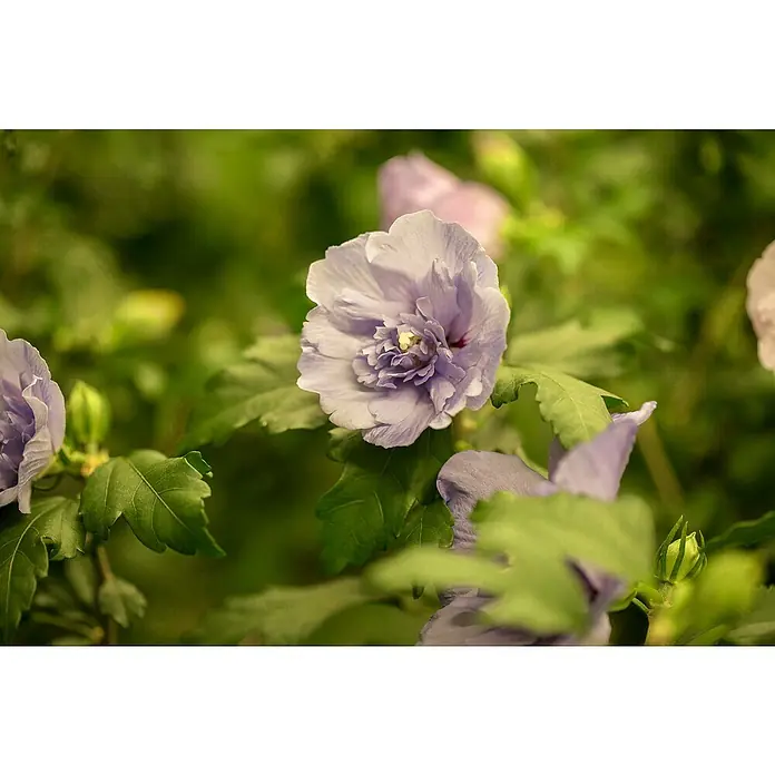 Piardino Garteneibisch Chiffon - Hibiscus 'Chiffon', Topfgröße: 19 cm, Artenabhängig - Nahaufnahme einer zarten, lavendelfarbenen Blüte mit grünen Blättern, die die sanfte Schönheit der Natur hervorhebt.