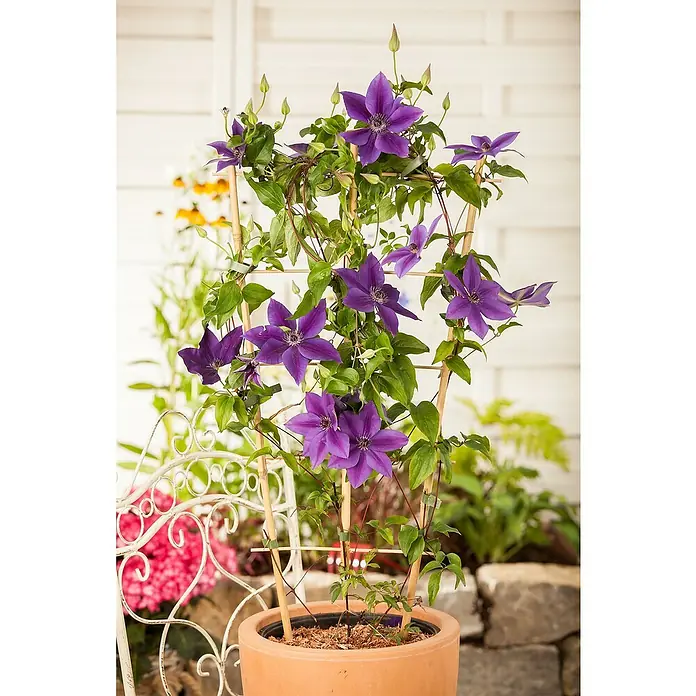 Piardino WaldrebeClematis Spalier, Topfgröße: 19 cm - Violette Clematis-Blüten ranken an einem Spalier in einem Terrakottatopf, der eine üppige und farbenfrohe Note für jeden Garten oder Balkon bietet.