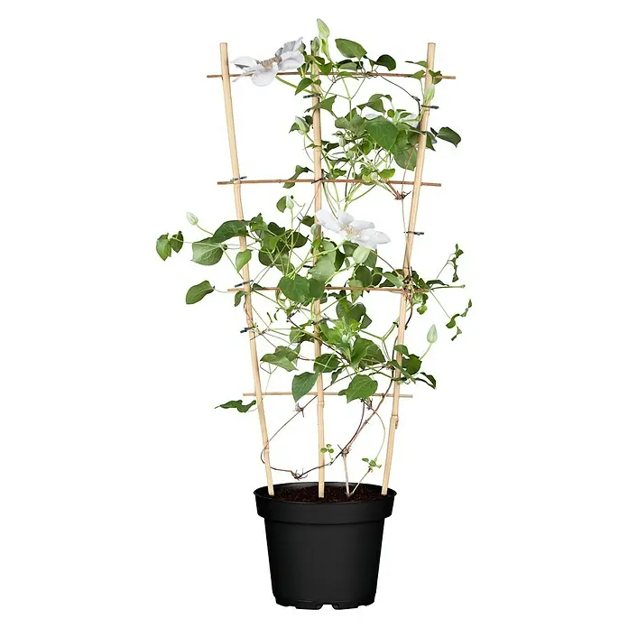 Piardino Waldrebe - Clematis Spalier, Topfgröße: 19 cm - Dekorative Clematis im Topf mit Kletterhilfe. Die weißen Blüten und grünen Blätter sind ein schöner Blickfang für jeden Raum.