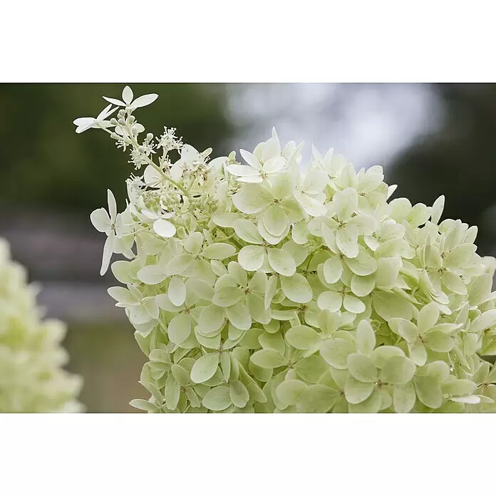 Piardino Rispen-Hortensie knospig - Hydrangea paniculata 'Limelight', Topfgröße: 28 cm, Grün/Weiß - Gruppe hellgrüner und weißer Hortensienblüten in voller Blüte.