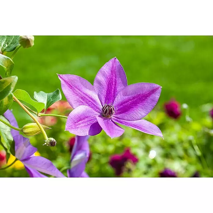 Piardino Waldrebe - Clematis Spalier, Topfgröße: 19 cm - Detailaufnahme