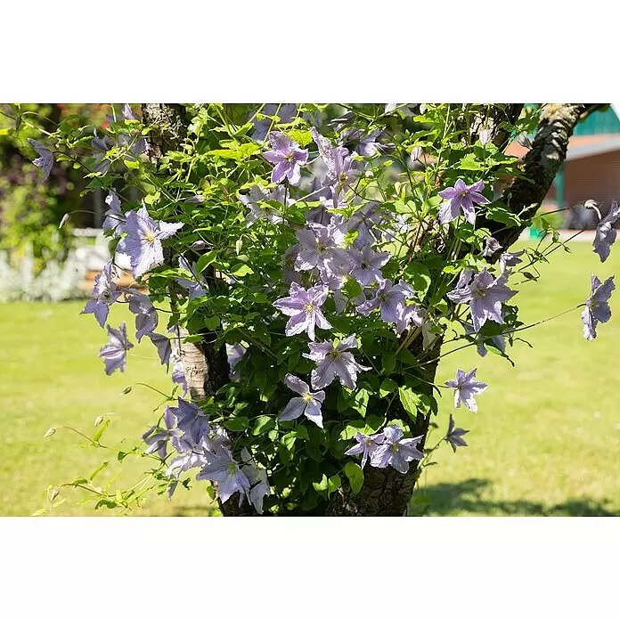 Piardino Waldrebe - Clematis Spalier, Topfgröße: 19 cm - Detailaufnahme