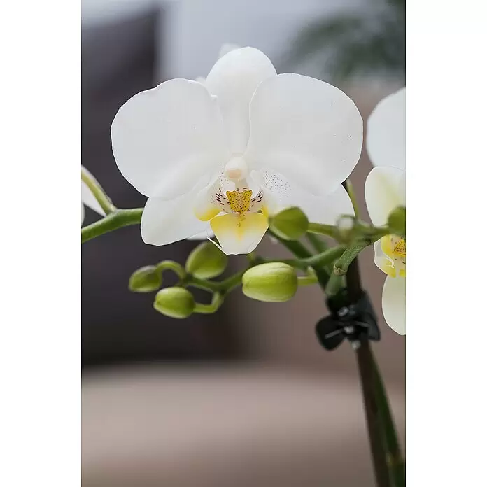 Piardino Schmetterlingsorchidee Mutter mit Kind - Phalaenopsis x Hybride, Topfgröße: 12 cm, Weiß, Anzahl Triebe: 2 Stk., Aufrecht - Stimmungsaufnahme