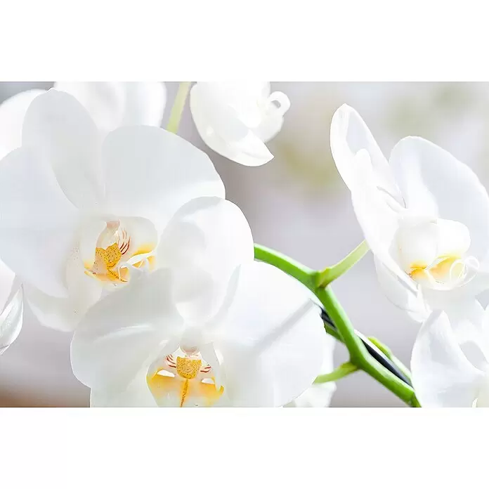 Piardino Schmetterlingsorchidee Mutter mit Kind - Phalaenopsis x Hybride, Topfgröße: 12 cm, Weiß, Anzahl Triebe: 2 Stk., Aufrecht - Stimmungsaufnahme