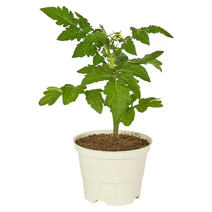Piardino Bio CocktailtomateSolanum lycopersicum, 10 cm, Erntezeit: Juli Front View