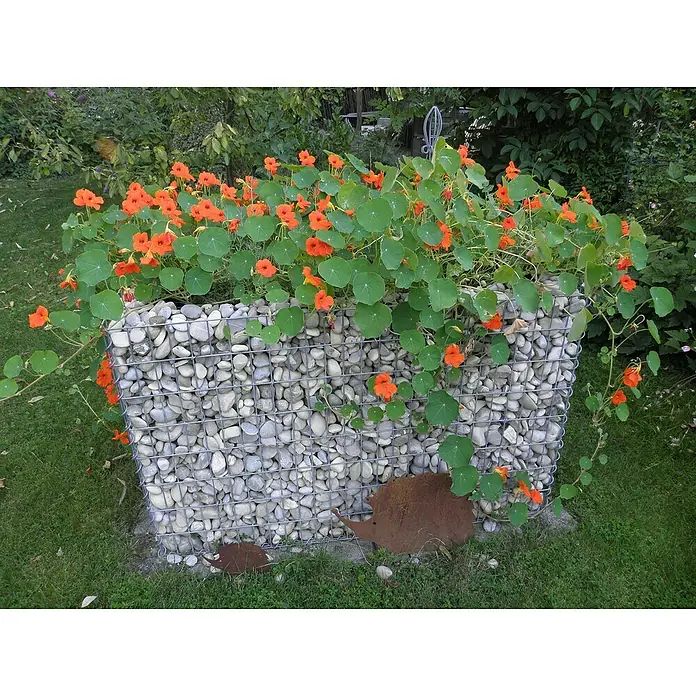 Gabiona Gabionen-Hochbeet130 x 80 x 80 cm, Metall, Maschenbreite: 50 mm, Maschenhöhe: 100 mm - Gabionen-Pflanzgefäß mit üppigen orangefarbenen Kapuzinerkresseblüten, die sich über die grauen Steine ergießen.