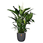 Capi Europe Nature Maceta (Ø x Al: 43 x 41 cm, Negro)