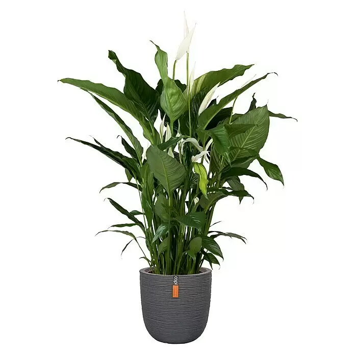 Capi Europe Nature Rib NL Maceta para planta - Dimensiones externas (Ø x Al): 43 x 41 cm, Negro, Plástico - Lirio de la paz verde exuberante con flores blancas en una maceta gris texturizada.