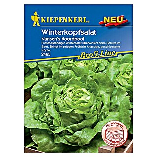 Kiepenkerl Profi-Line Salatsamen Winterkopfsalat (Lactuca sativa var. capitata, Erntezeit: März)