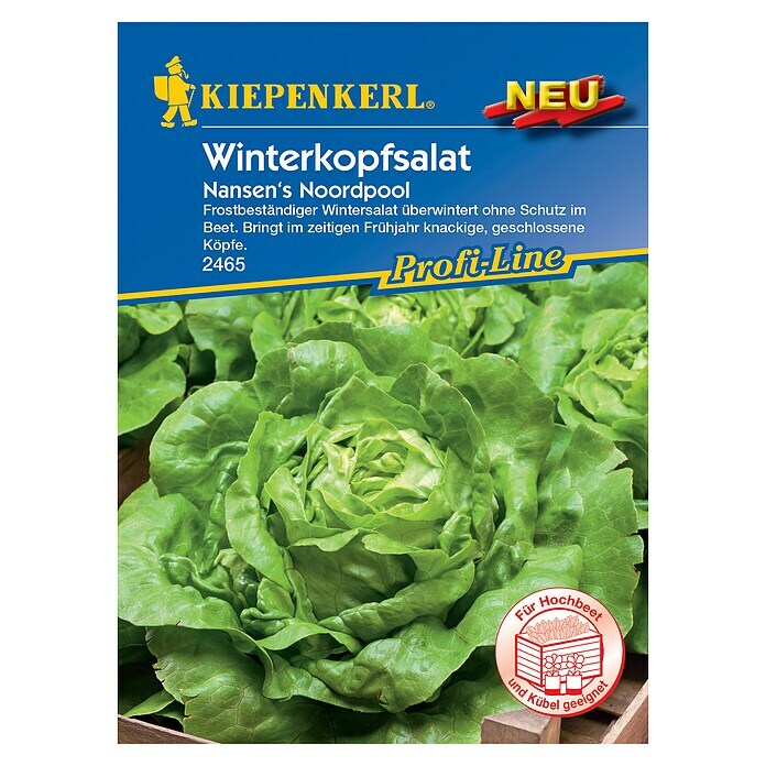 Kiepenkerl Profi-Line Salatsamen WinterkopfsalatLactuca sativa var. capitata, Erntezeit: März - April Front View