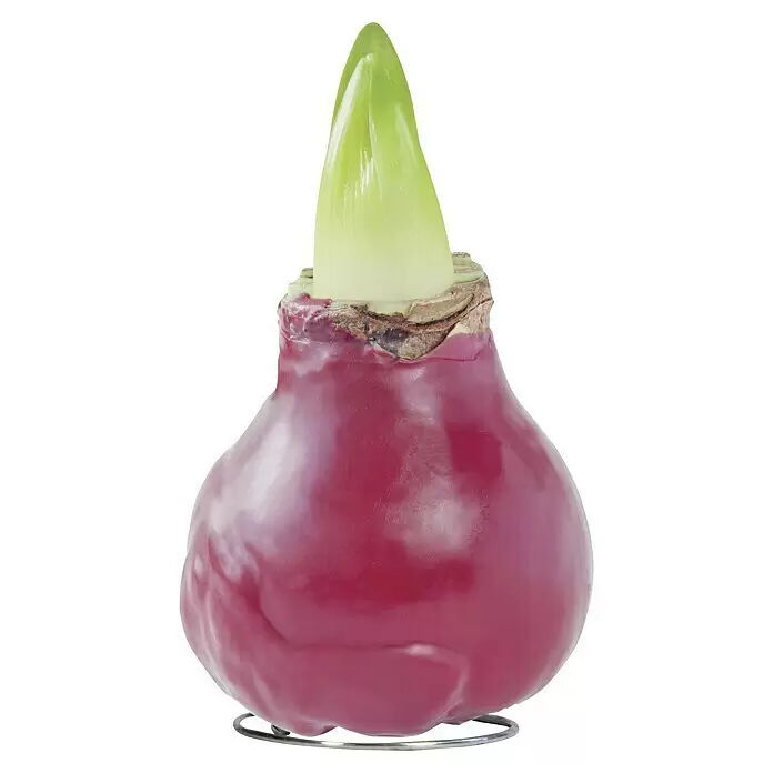 Piardino Amaryllis Waxz® - Hippeastrum x Hybrid, Blütenfarbe: Sortenabhängig - Rot gewachste Amaryllisknolle mit einem leuchtend grünen Trieb, auf einem Metallständer.