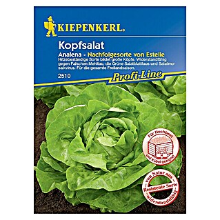 Kiepenkerl Profi-Line Salatsamen Kopfsalat (Lactuca sativa var. capitata, Erntezeit: Mai)