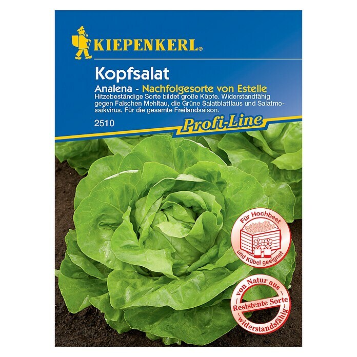 Kiepenkerl Profi-Line Salatsamen KopfsalatLactuca sativa var. capitata, Erntezeit: Mai - Oktober Front View