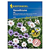 Kiepenkerl Profi-Line Blumensamen Rasselblume (Catanache caerulea) | BAUHAUS