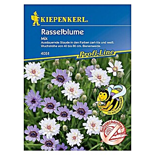 Kiepenkerl Profi-Line Blumensamen Rasselblume (Catanache caerulea)