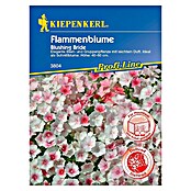 Kiepenkerl Profi-Line Blumensamen Flammenblume (Phlox drummondii) | BAUHAUS