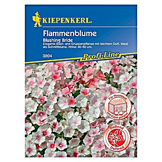 Kiepenkerl Profi-Line Blumensamen Flammenblume (Phlox drummondii)