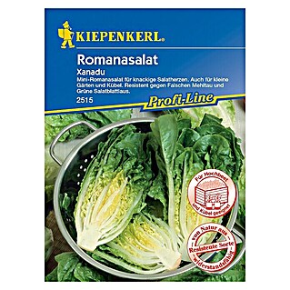 Kiepenkerl Profi-Line Salatsamen Romanasalat (Lactuca sativa var. longifolia, Erntezeit: Mai - Oktober)