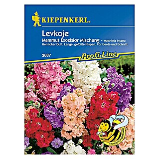 Kiepenkerl Profi-Line Blumensamen BIO Ringelblume (Matthiola incana)