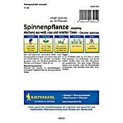 Kiepenkerl Profi-Line Blumensamen Spinnenpflanze (Cleome spinosa) | BAUHAUS