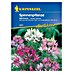 Kiepenkerl Profi-Line Blumensamen Spinnenpflanze 