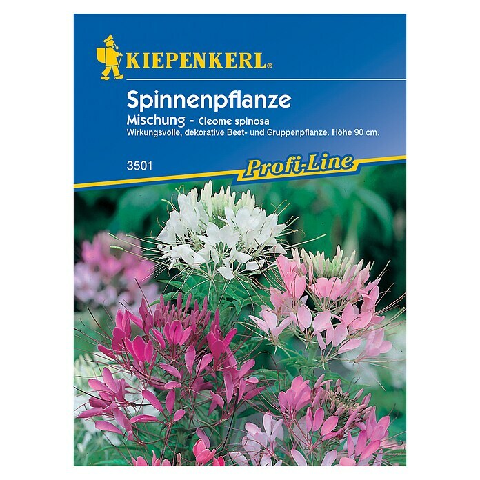 Kiepenkerl Profi-Line Blumensamen Spinnenpflanze (Cleome spinosa)