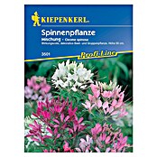 Kiepenkerl Profi-Line Blumensamen Spinnenpflanze (Cleome spinosa) | BAUHAUS
