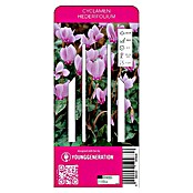 Kiepenkerl Herbstblumenzwiebeln Herbst Alpenveilchen (Cyclamen hederifolium, 1 Stk.) | BAUHAUS