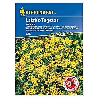 Kiepenkerl Profi-Line Blumensamen Lakritz-Tagetes (Tagetes lucida)