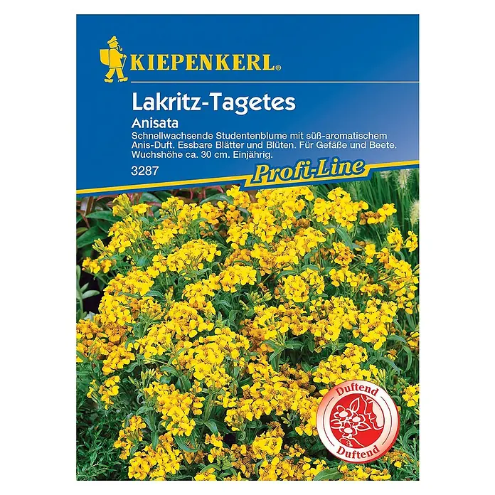 Kiepenkerl Profi-Line Blumensamen Lakritz-Tagetes - Tagetes lucida - Das Bild zeigt eine Packung Lakritz-Tagetes Anisata Samen der Marke Kiepenkerl. Die Tagetes ist bekannt für ihren süßen Anisduft.