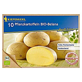 Kiepenkerl Profi-Line Pflanzkartoffeln (Solanum tuberosum, Belana BIO, 10 Stk., Erntezeit: August)